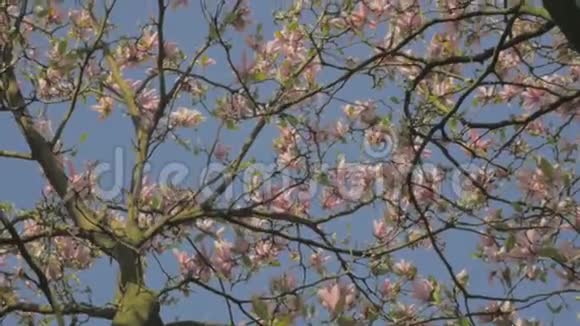 春天的自然蓝天下的广玉兰花视频的预览图