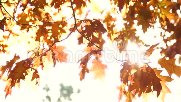 金橡树叶子和明亮的阳光视频的预览图