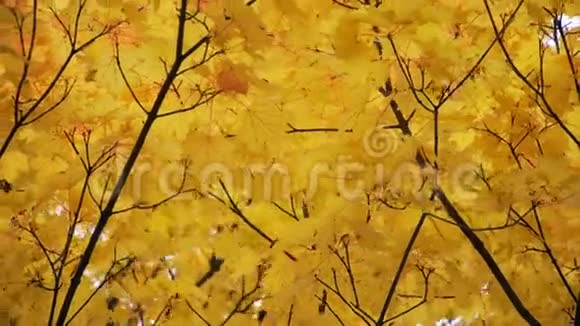秋天的黄枫树在风中视频的预览图
