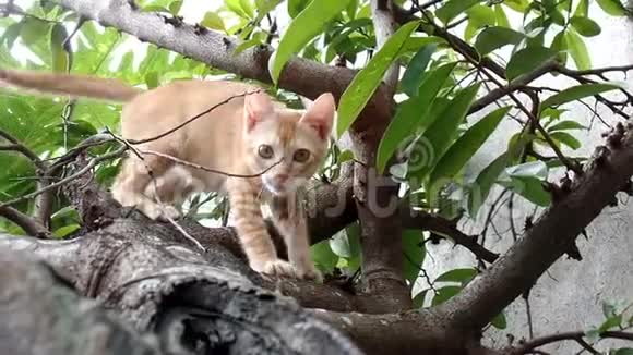 一只橙色的猫在树下玩耍视频的预览图