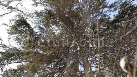 雪从树上慢慢落下自下而上的观点视频的预览图