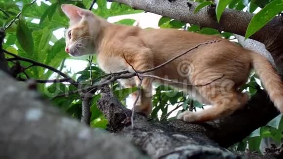 一只橙色的猫在树下玩耍视频的预览图