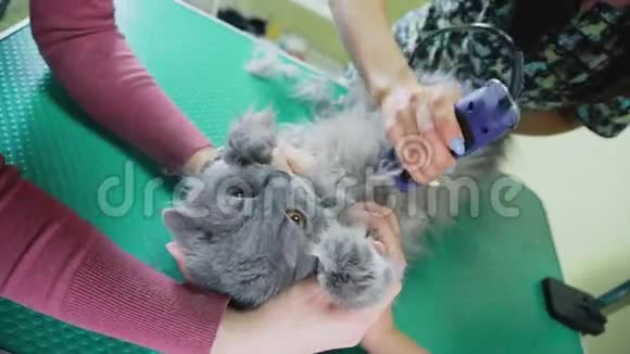 格鲁派用剪刀在腹部剪猫的头发整理宠物视频的预览图