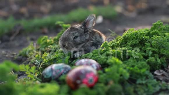 棕色复活节兔子吃一只蒲公英坐在复活节彩蛋附近草地上有蒲公英视频的预览图