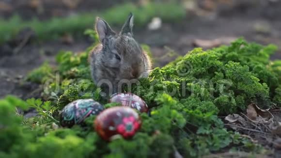 棕色复活节兔子吃一只蒲公英坐在复活节彩蛋附近草地上有蒲公英视频的预览图
