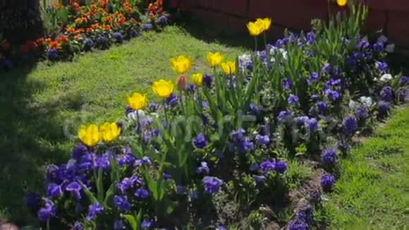 夏天公园的花坛景色视频的预览图
