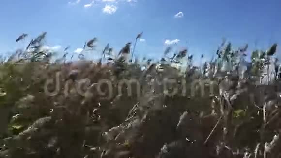 下午在大风中摇曳的芦苇丛视频的预览图