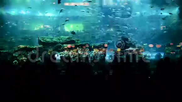 人们在大型水族馆看鱼的时间视频的预览图