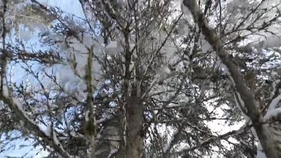 雪从树上慢慢落下自下而上的观点视频的预览图