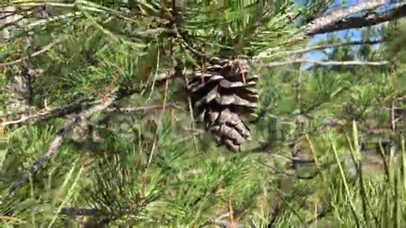 在茂密的森林背景上松枝上的锥视频的预览图