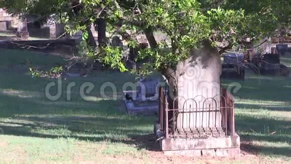 有栅栏的坟墓里的小树和喜鹊视频的预览图