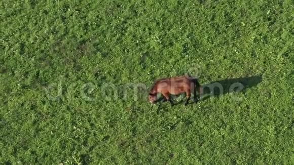 棕色的马在绿色的牧场上视频的预览图