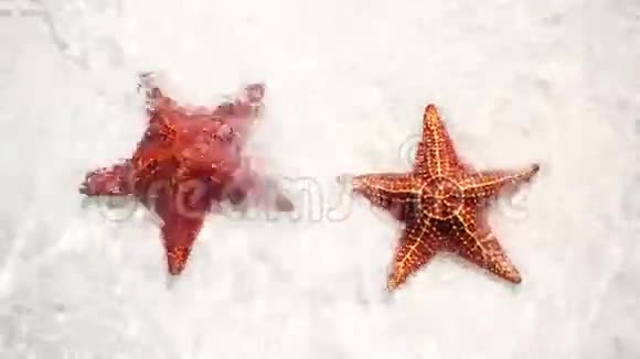 带有红色星鱼的热带白色沙子视频的预览图