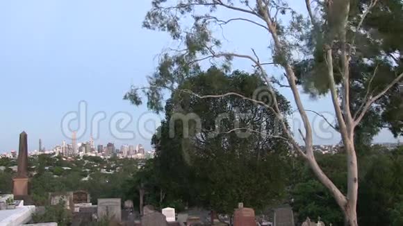 桉树在城市郊区和墓地上空随风飘动视频的预览图