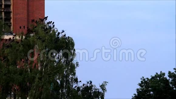 在教堂前飞来飞去的乌鸦视频的预览图