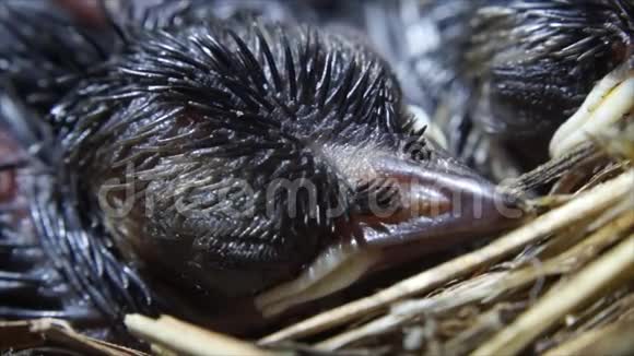 新生鸟的头在巢上睡觉视频的预览图