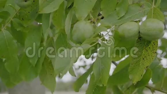 收获前树枝上的核桃未煮熟的绿色坚果和叶子在树枝上漂浮在风中视频的预览图