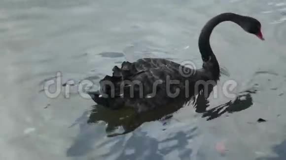 黑天鹅和鸭子一起游湖视频的预览图