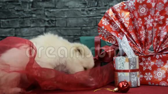 可爱的小狗啃着红色薄纱和新年装饰视频的预览图