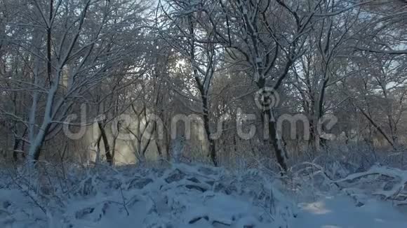 空中拍摄阳光透过覆盖着雪的树木照进照相机视频的预览图