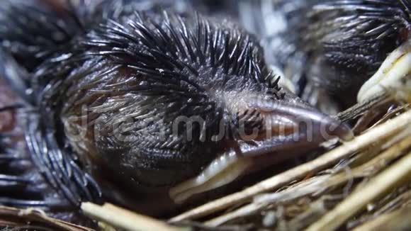 新生鸟的头在巢上睡觉视频的预览图