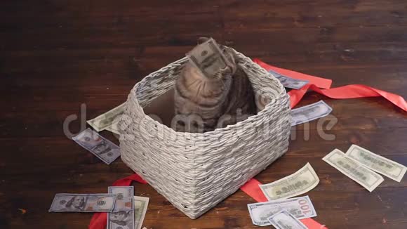 猫和钱在现在的篮子里视频的预览图