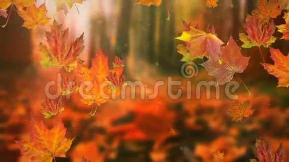 秋天的叶子在缓慢的运动中飘落阳光透过落叶照耀视频的预览图