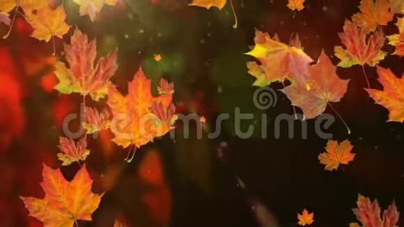 秋天的叶子在缓慢的运动中飘落阳光透过落叶照耀视频的预览图