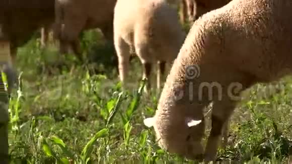 吃草的羔羊视频的预览图