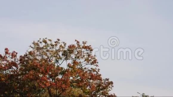 刮风的一天秋天的树视频的预览图