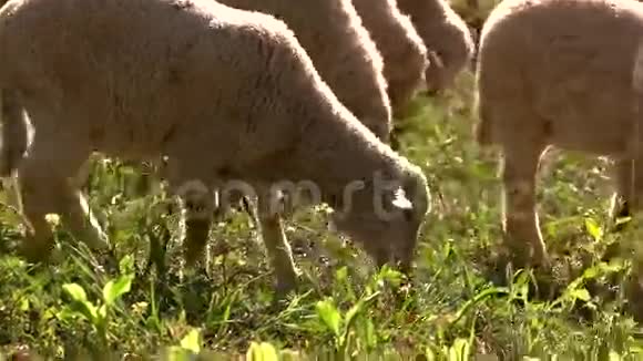 羔羊正在吃草视频的预览图