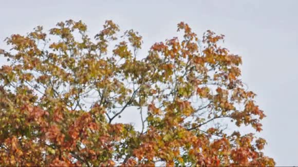 刮风的一天秋天的树视频的预览图