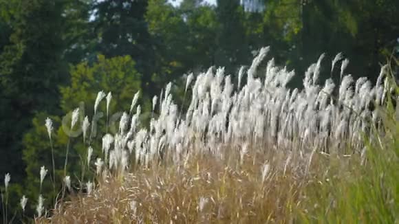 风中的高草日落时的侧射自然背景带梦幻氛围视频的预览图