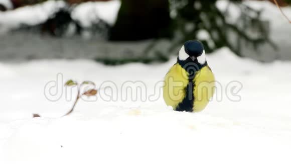 雪鸟冬季大蒂帕瑞少校4k视频的预览图