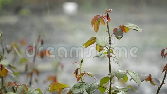 美丽的大自然背景雨滴在玫瑰枝上视频的预览图