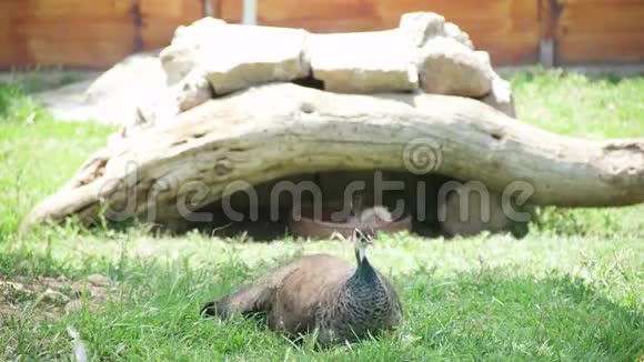 伊兹密尔动物园的孔雀视频的预览图