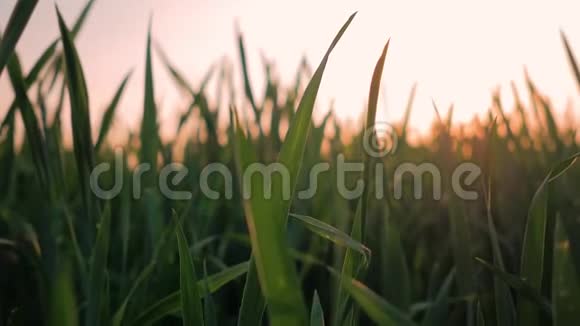 夕阳在草地上一个温暖的夜晚在户外集合起来视频的预览图