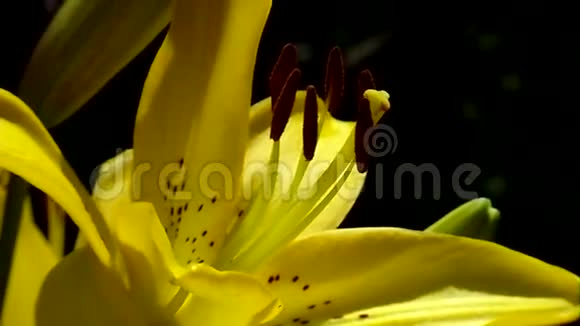 百合花是的花园女王视频的预览图