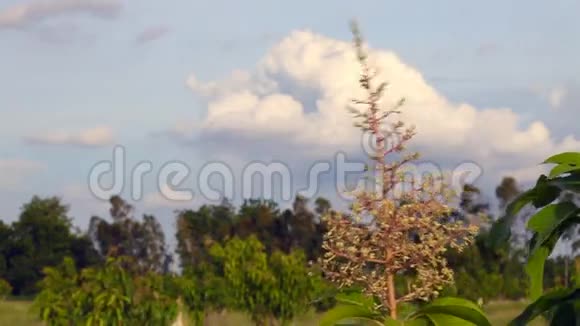 芒果树的花视频的预览图