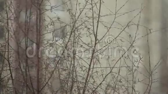 带芽的裸露的树枝视频的预览图