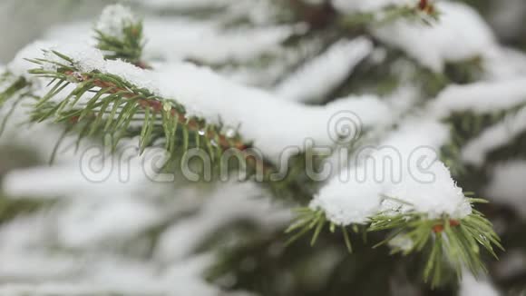 一棵雪覆盖的杉树枝冰冷的雪落在森林里视频的预览图