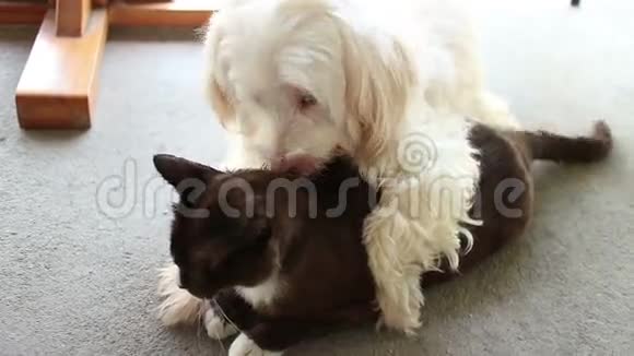 爱中的狗和猫白狗吻和黑猫牌照视频的预览图