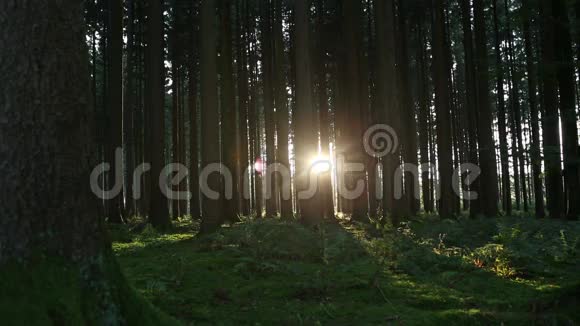 森林中的日落第3部分视频的预览图