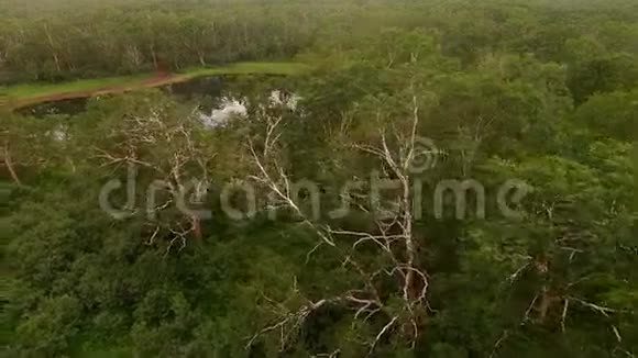 桦树树用四架直升机拍摄视频的预览图