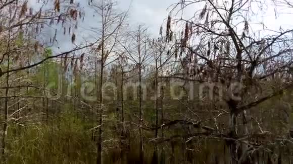 美国佛罗里达州大沼泽地国家公园的荒野景观视频的预览图