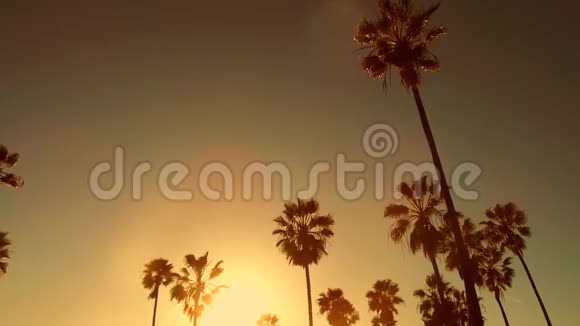 加州威尼斯海滩阳光下的棕榈树视频的预览图