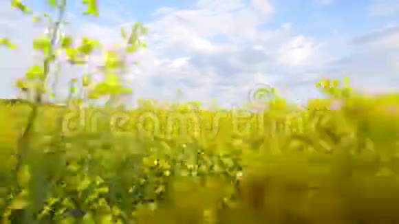 金色的田野里的气泡和蓝色的阴天视频的预览图