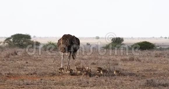 鸵鸟骆驼雌性和小鸡在肯尼亚内罗毕国家公园萨凡纳行走视频的预览图