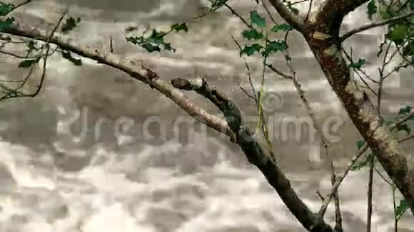河流穿越支流视频的预览图