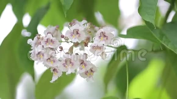 开花苹果树枝有镜头耀斑阳光明媚的春天自然景象苹果树开花浅的dof视频的预览图